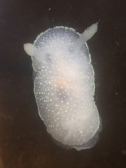 Acanthodoris hudsoni