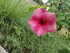 Allamanda blanchetii