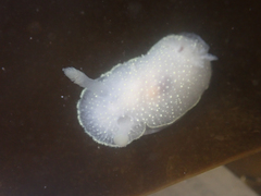 Acanthodoris hudsoni