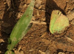 Cyanophrys herodotus