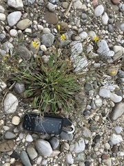 Chondrilla chondrilloides