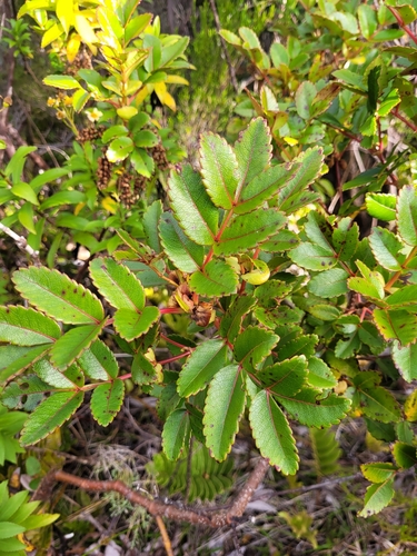 Weinmannia mauritiana image