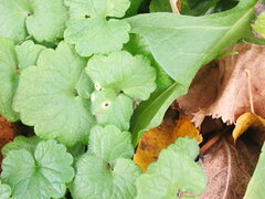 Rondaniola bursaria