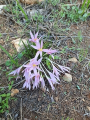 Colchicum stevenii