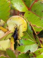Entiminae