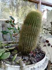 Cephalocereus polylophus