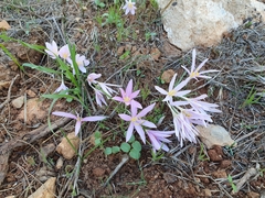 Colchicum stevenii