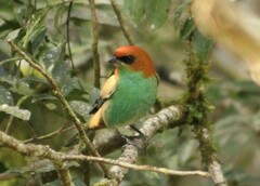 Stilpnia peruviana