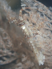 Synidotea pettiboneae