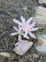 Colchicum stevenii