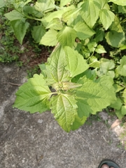 Chromolaena odorata