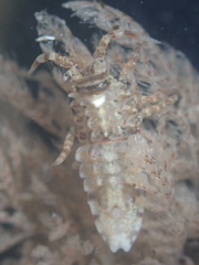 Synidotea pettiboneae