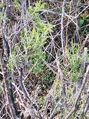 Erica arborea