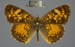 Phyciodes batesii