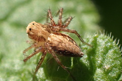 Oxyopes