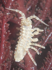 Synidotea pettiboneae