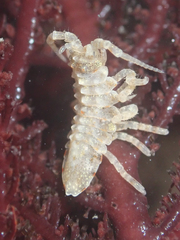 Synidotea pettiboneae