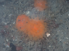 Balanophyllia elegans