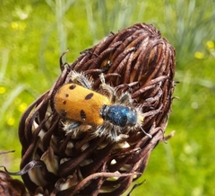 Trichodes octopunctatus