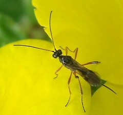 Alysiinae