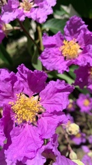 Lagerstroemia