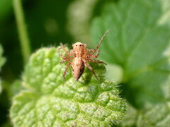 Oxyopes