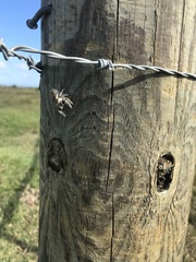 Phidippus regius