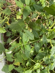 Heliotropium