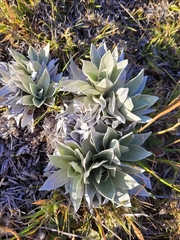 Helichrysum arnicoides
