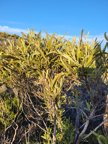 Image of Acacia heterophylla by (c) Roland Godon, some rights reserved (CC BY)