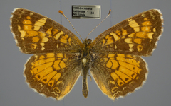 Phyciodes batesii