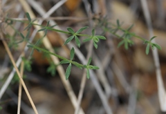 Galium nuttallii