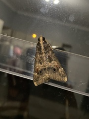 Sphingomorpha chlorea