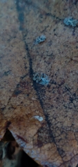 Tingidae