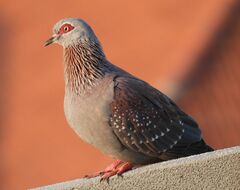 Columba guinea phaeonota