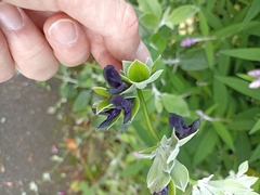 Salvia discolor