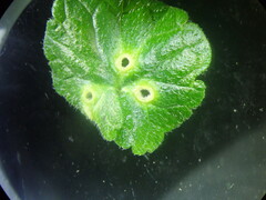 Rondaniola bursaria