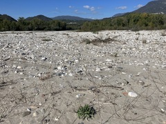 Chondrilla chondrilloides