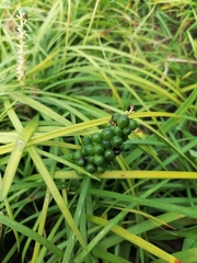 Ophiopogoneae