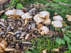 Tubaria furfuracea