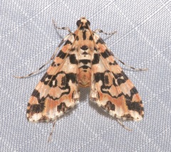 Conchylodes bryophilalis