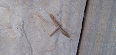 Tricyphona
