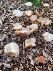 Tubaria furfuracea