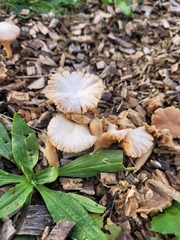 Tubaria furfuracea