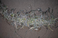 Zosteraceae