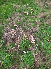 Tubaria furfuracea