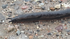 Arion hortensis