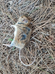 Apodemus sylvaticus