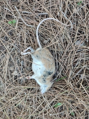 Apodemus sylvaticus