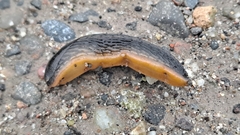 Arion hortensis